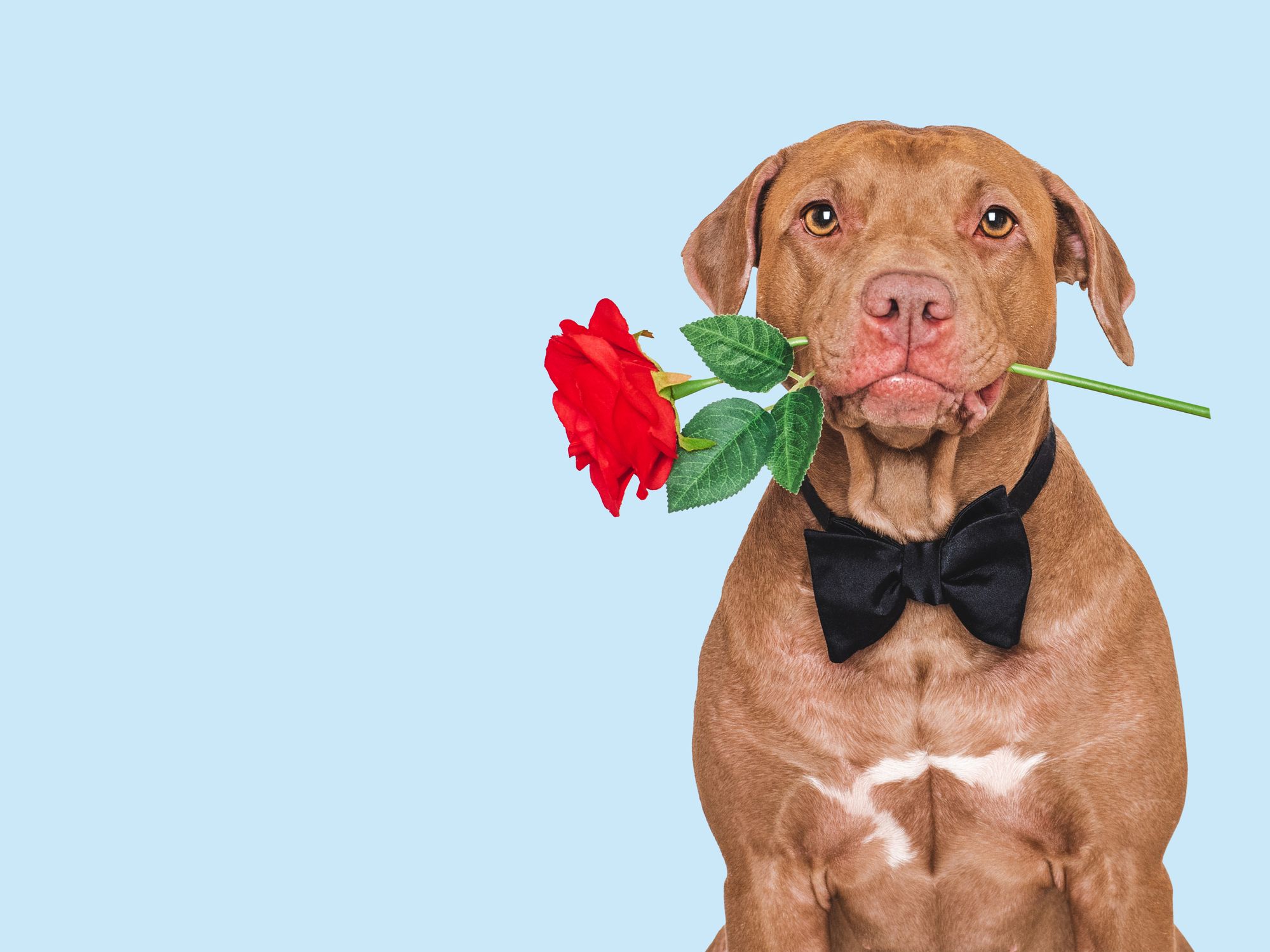 Dog holding a rose in his mouth and wearing a bow tie against a blue background
