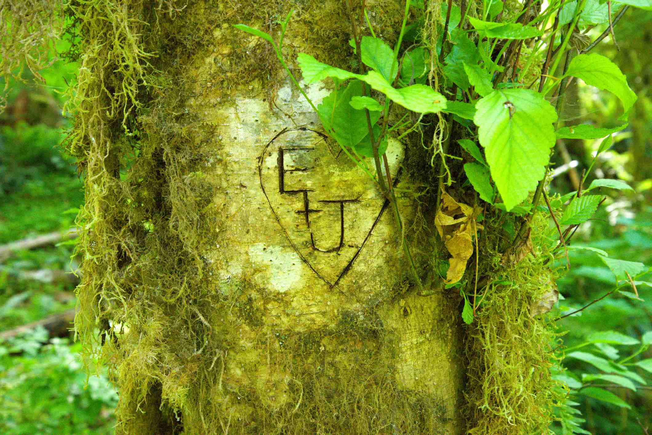 Close up of mossy alder, most likely Red Alder (Alnus rubra), with heart and initials carved into trunk. Taken on the Gales Creek Trail, a hiking trail in the Pacific Coast Range in the Tillamook State Forest to the west of Forest Grove, Oregon.