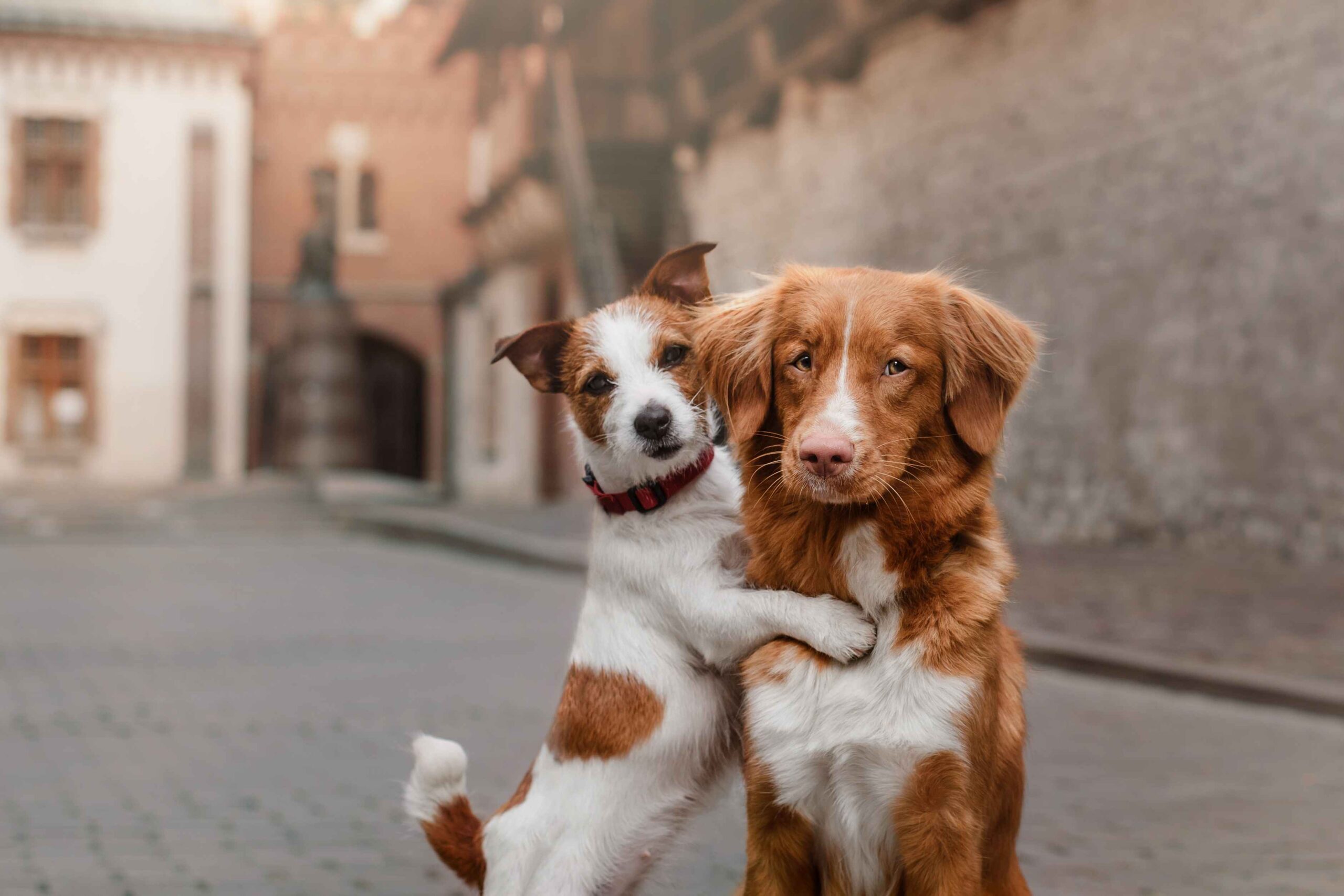Jack Russell Terrier  appearing to hug a Nova Scotia Duck Tolling Retriever and 
