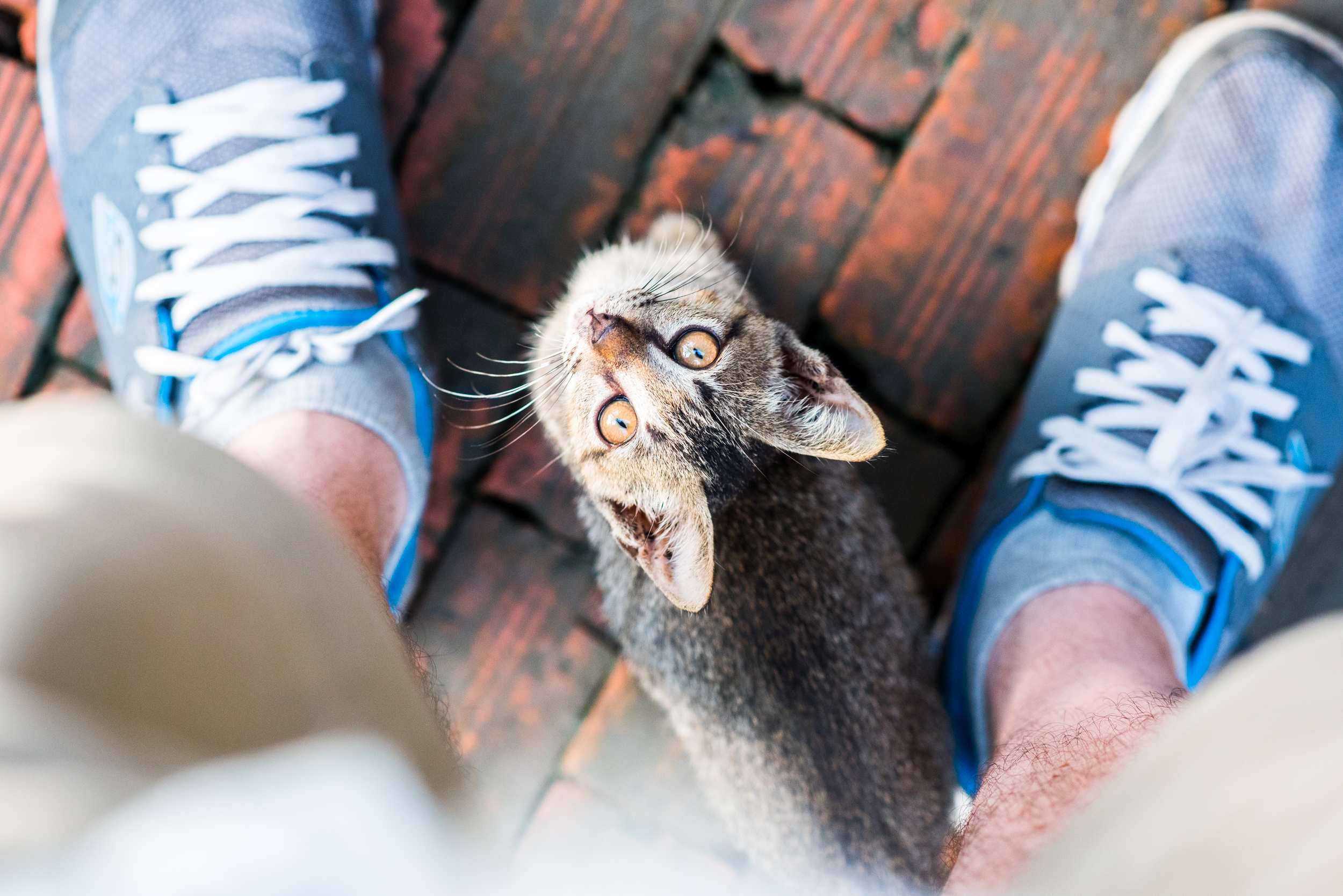 A young tabby cat looks up from between two feet wearing sneakers