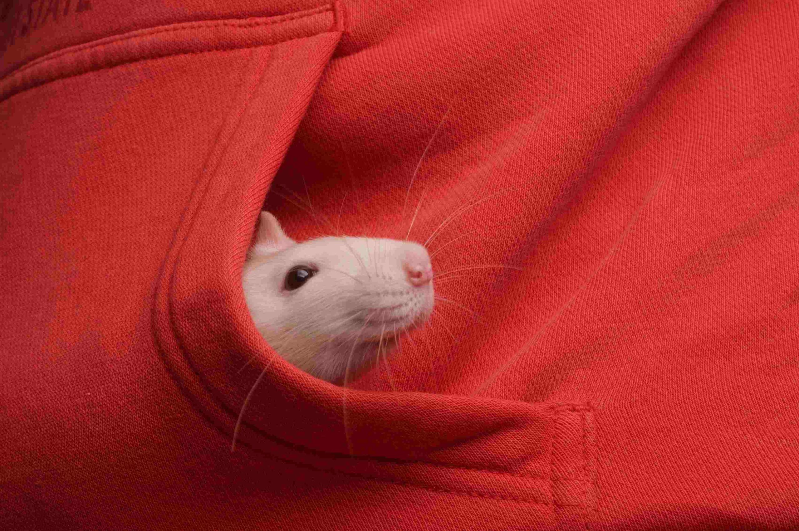 A pet rat peeks out of the pocket of a red hoodie