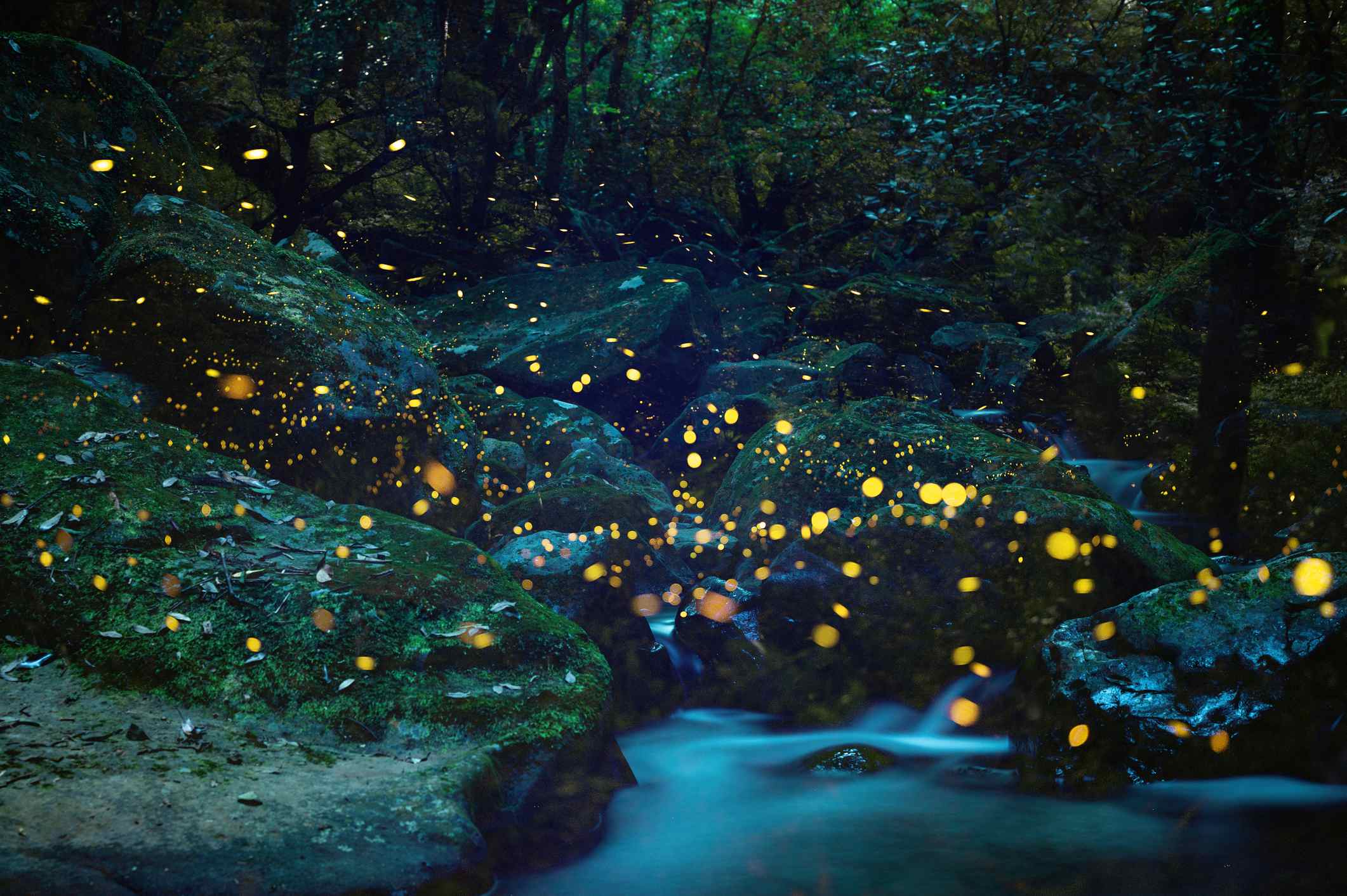 Fireflies flying around while emitting a beautiful yellow light on an early summer night