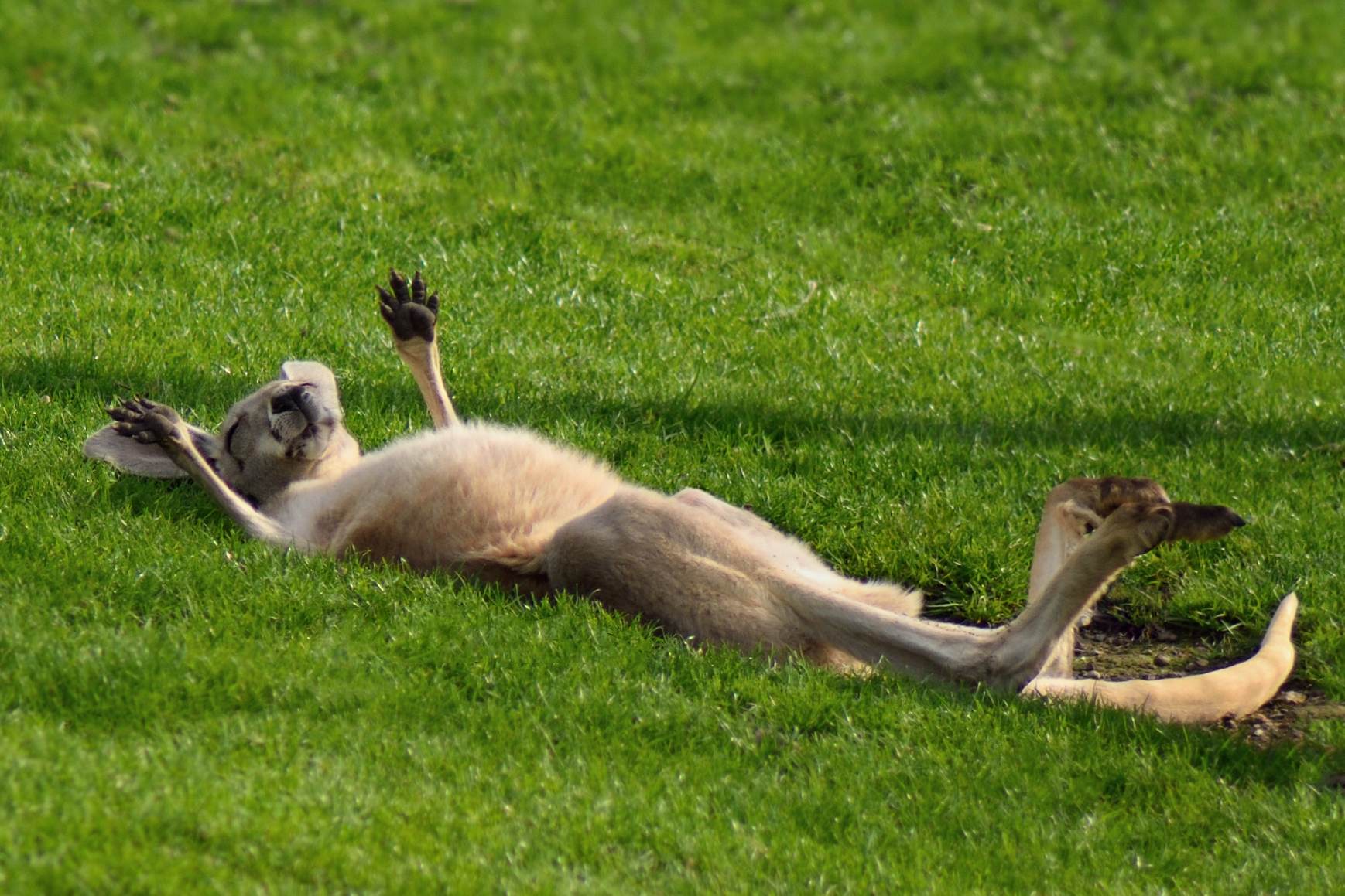 A red kangaroo lays on its back enjoying the sun