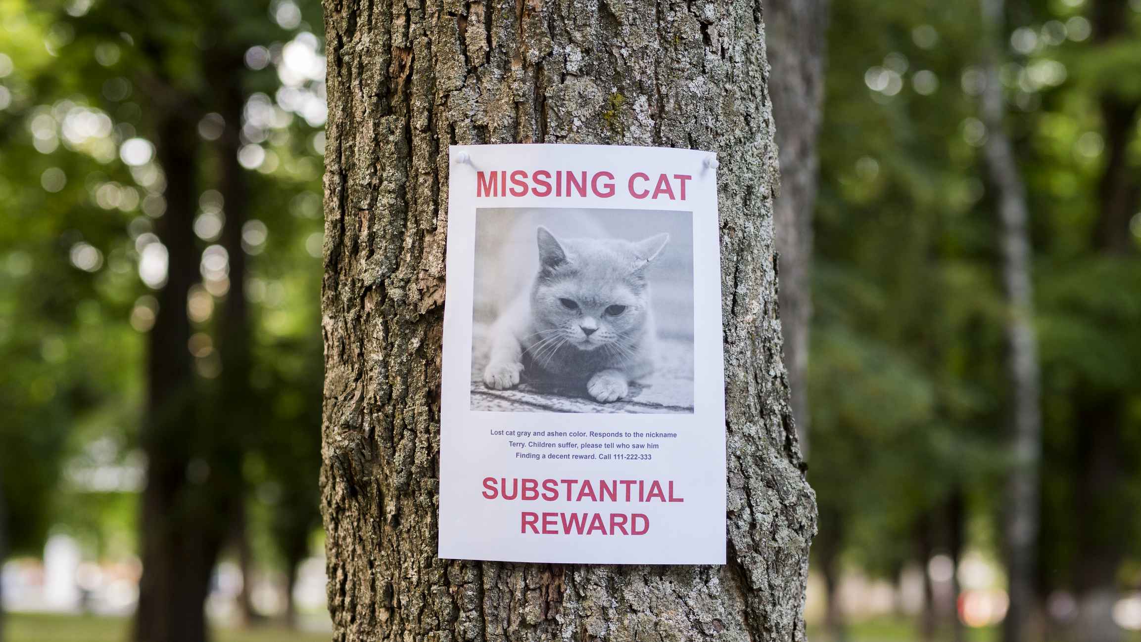 Banner with the announcement of the missing cat hanging on a tree in the park.