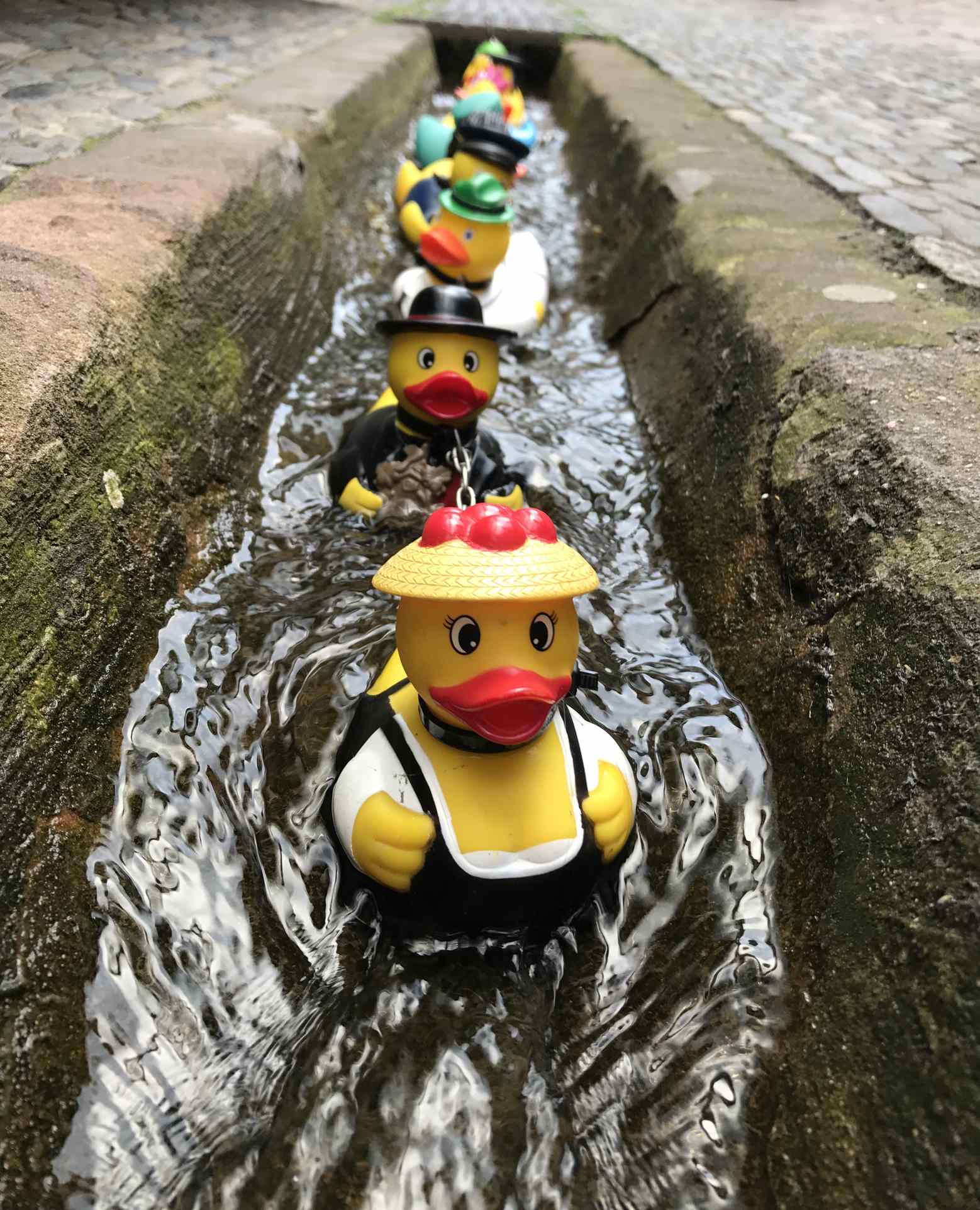 A vertical closeup of rubber duck toys in a canal in Freiburg, Germany