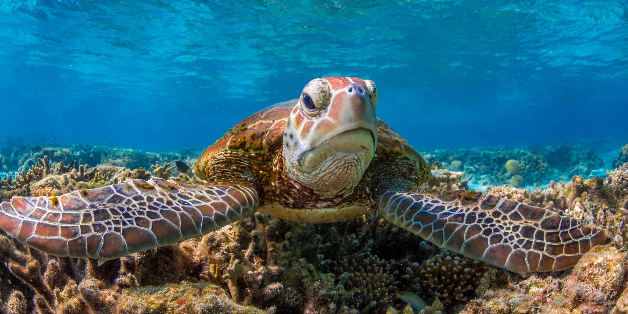 Green sea turtle underwater with its fins spread
