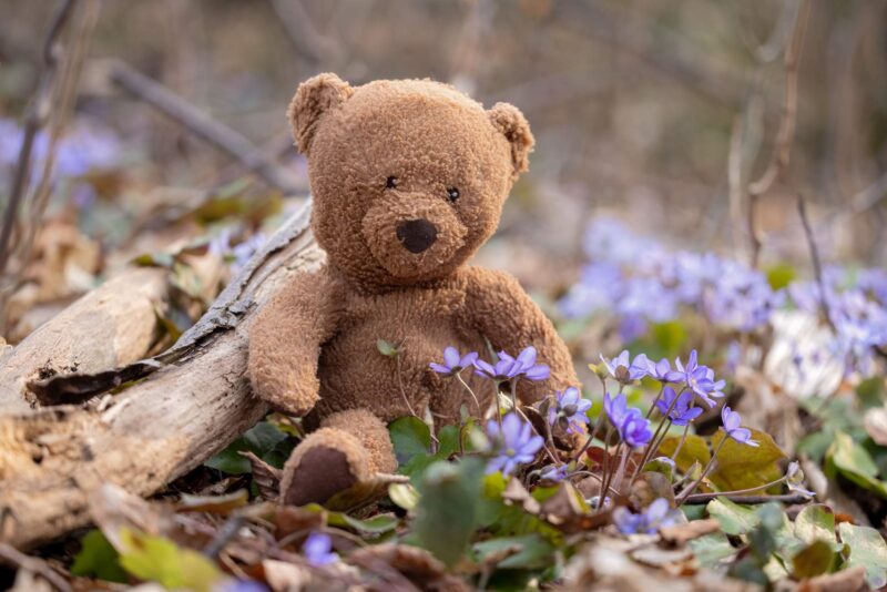 A teddy bear sitting on the forest floor between protected liverworts