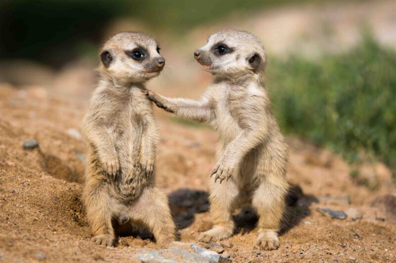 Two baby meerkats standing next to each other