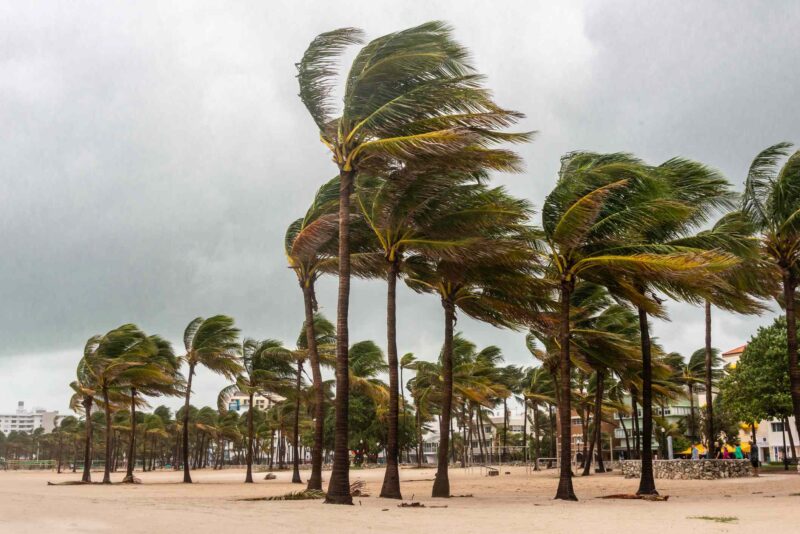 Palm trees hit by a hurricane in Miami Beach