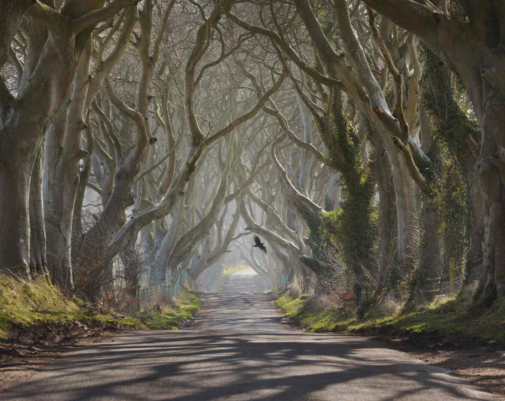 Mysterious lane in a wood with bare spooky trees at dusk