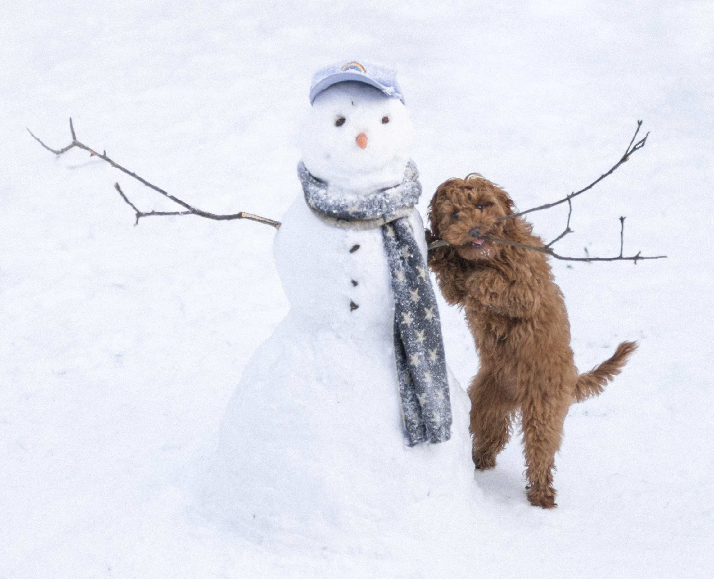 A puppy is chewing on the arm of a snowman