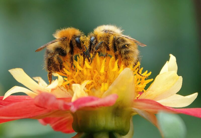Two bumblebees going head-to-head as they collect pollen from a yellow and red flower head in a garden.