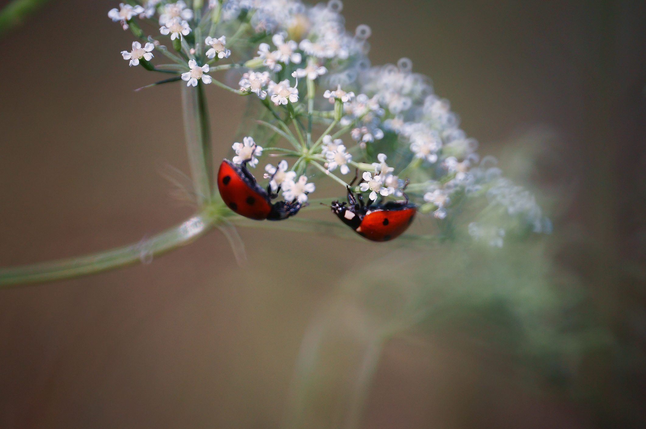 Photo of a beautiful ladybug in nature. Beautiful wild flowers and green grass. 
