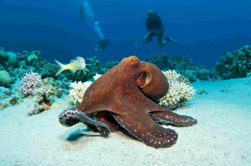 Red Octopus on coral reef in the Red Sea in clear blue water with scuba divers behind