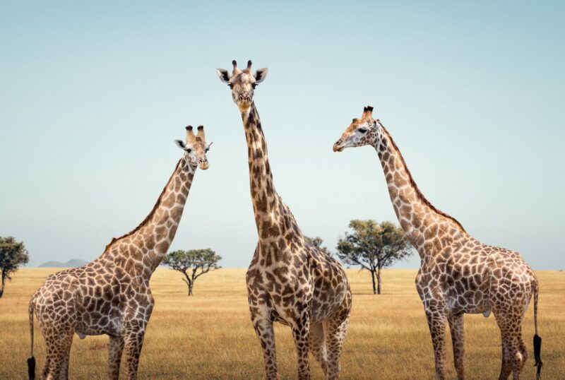 Three giraffes in Serengeti national Park, Tanzania.