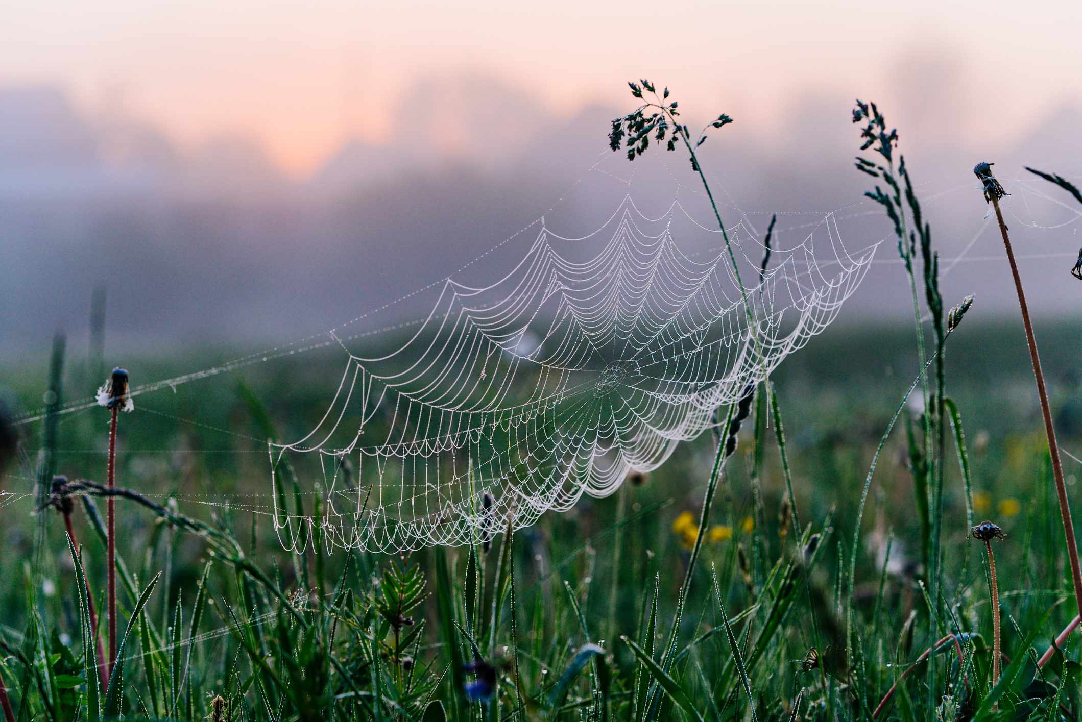 Spider web covered with dew against a dawn sky