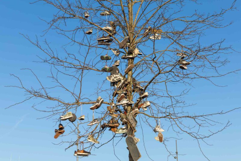 Old shoes hanging in a tree. Hengelo, the Netherlands.