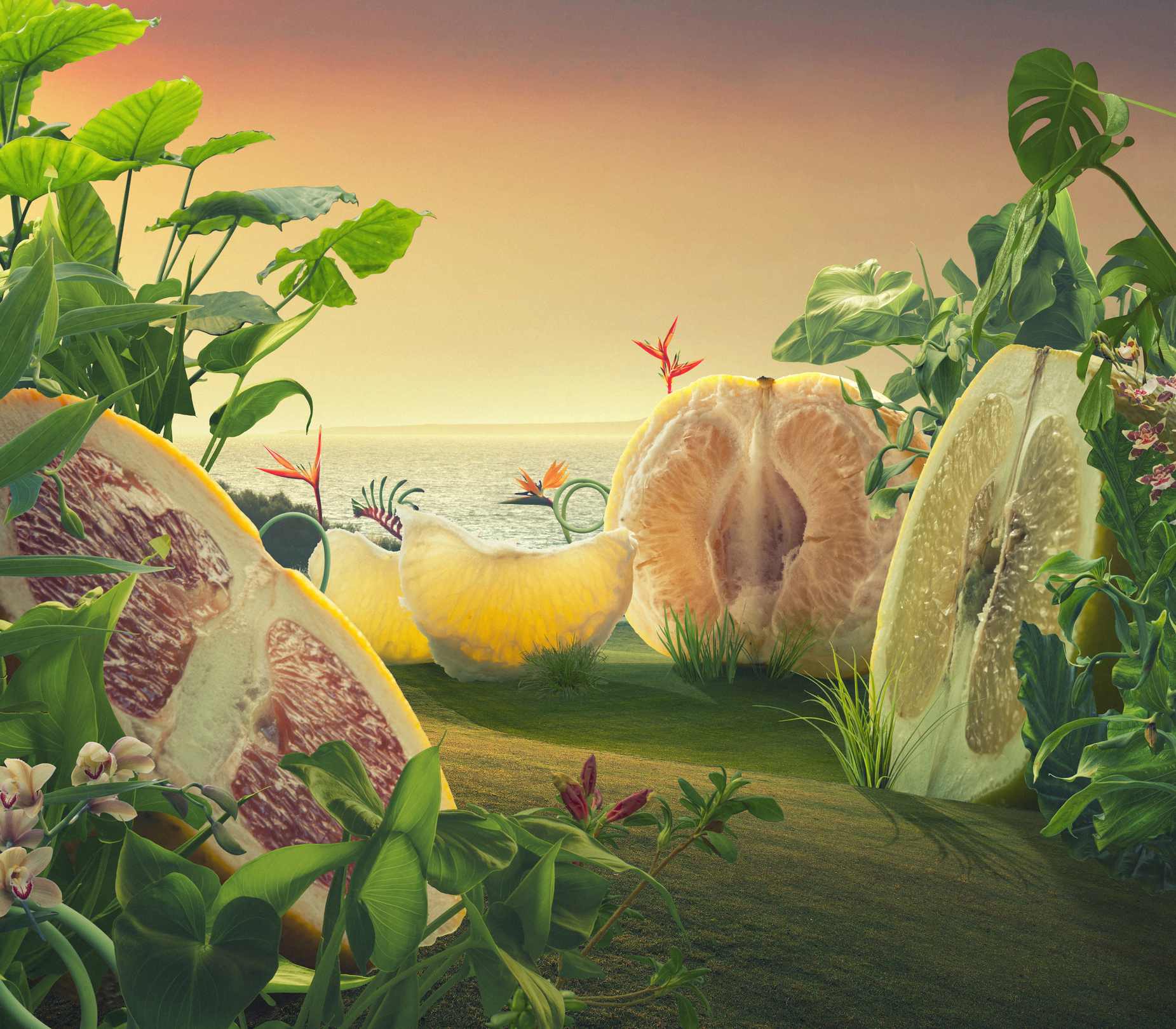 Surreal giant grapefruits on a field