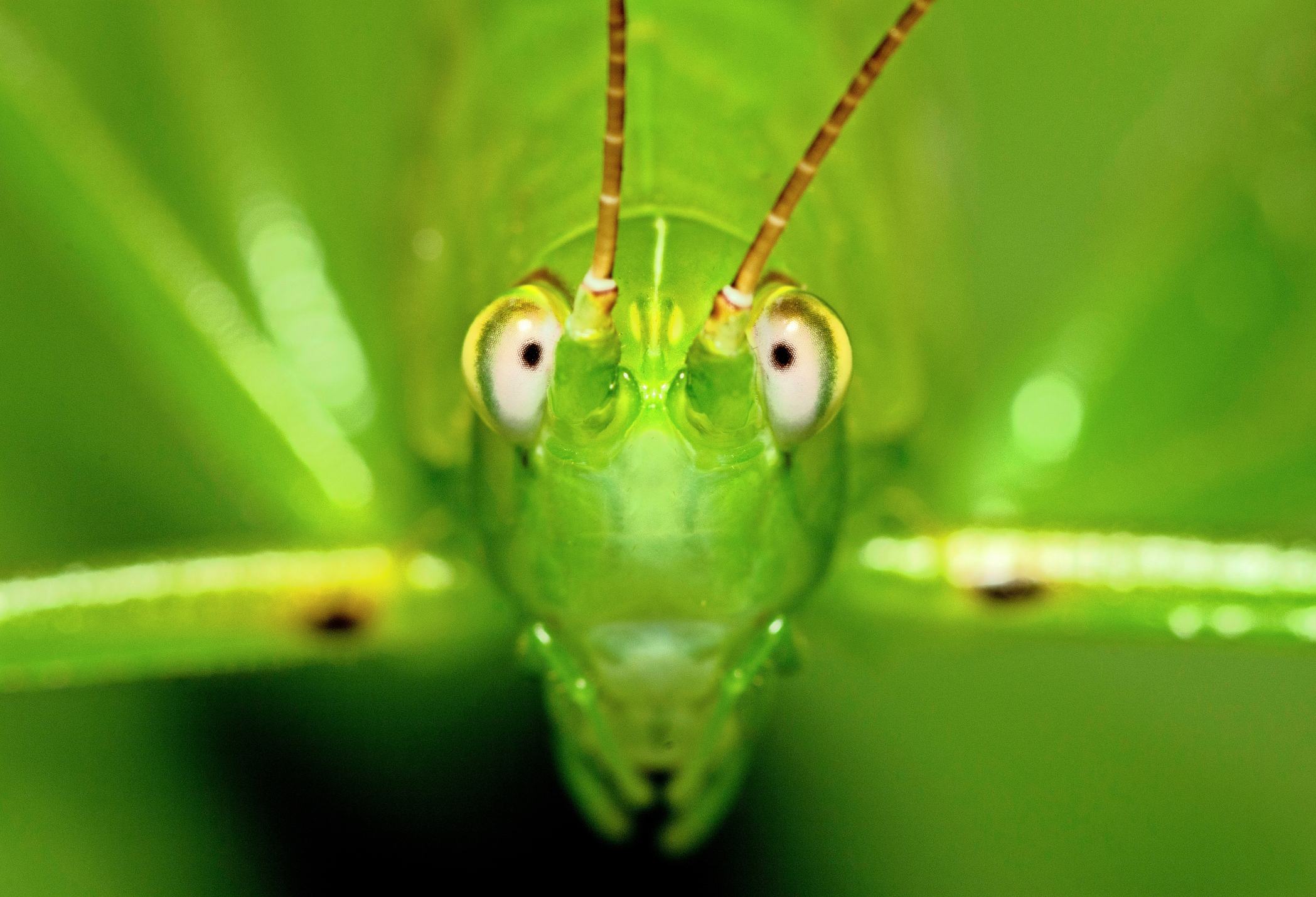 Close up Grasshopper face on green leaf.