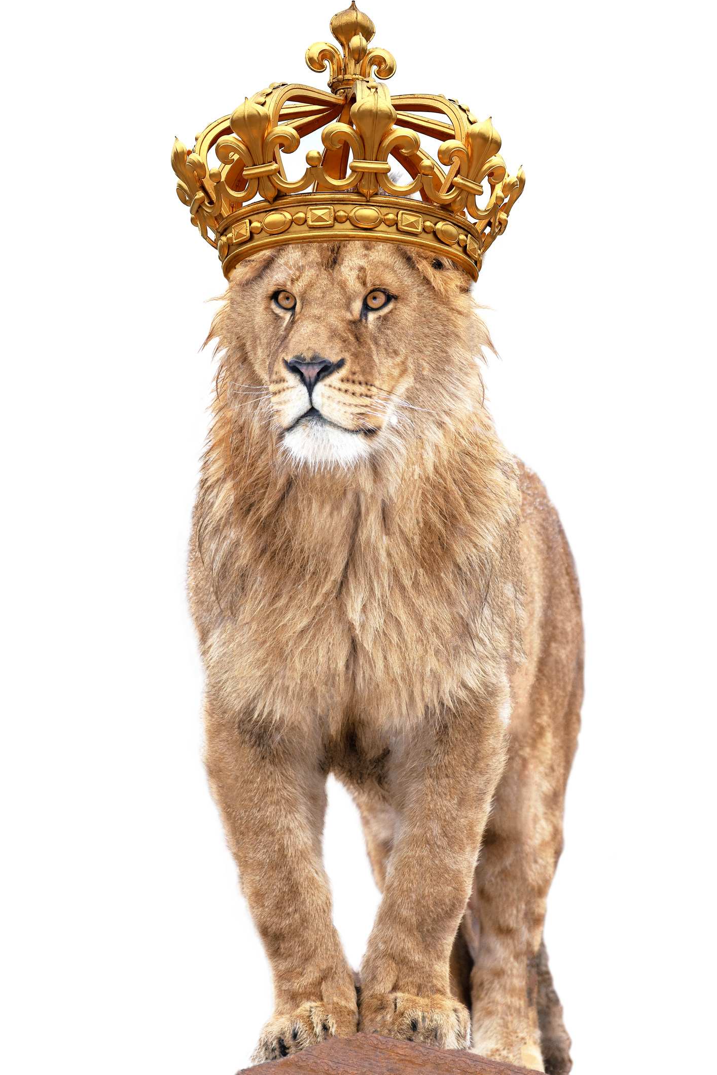 Lion king stands against isolated on white background