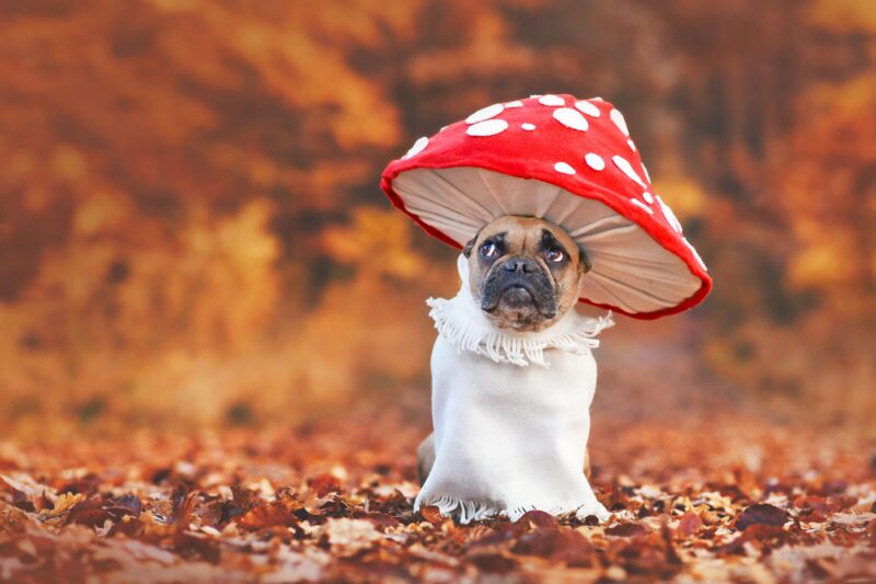 Funny French Bulldog dog in unique fly agaric mushroom costume standing in orange autumn forest