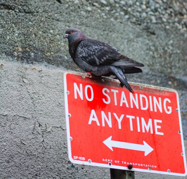 A pigeon perched on a NO STANDING ANYTIME road sign