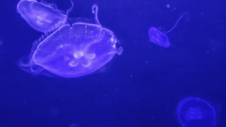 Aquairum Virutal Field Trips